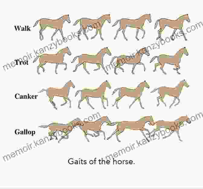 A Diagram Illustrating The Different Gaits Of Animals, Including Walk, Trot, Gallop, And Bound. Force: Animal Drawing: Animal Locomotion And Design Concepts For Animators (Force Drawing Series)