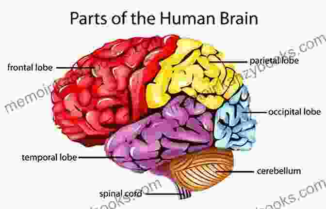 A Diagram Of The Human Brain, Highlighting Its Various Regions And Functions Fast Asleep: Improve Brain Function Lose Weight Boost Your Mood Reduce Stress And Become A Better Sleeper