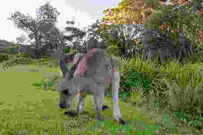 A Kangaroo Grazing In The South East Forests Wild Nature: Walking Australia S South East Forests