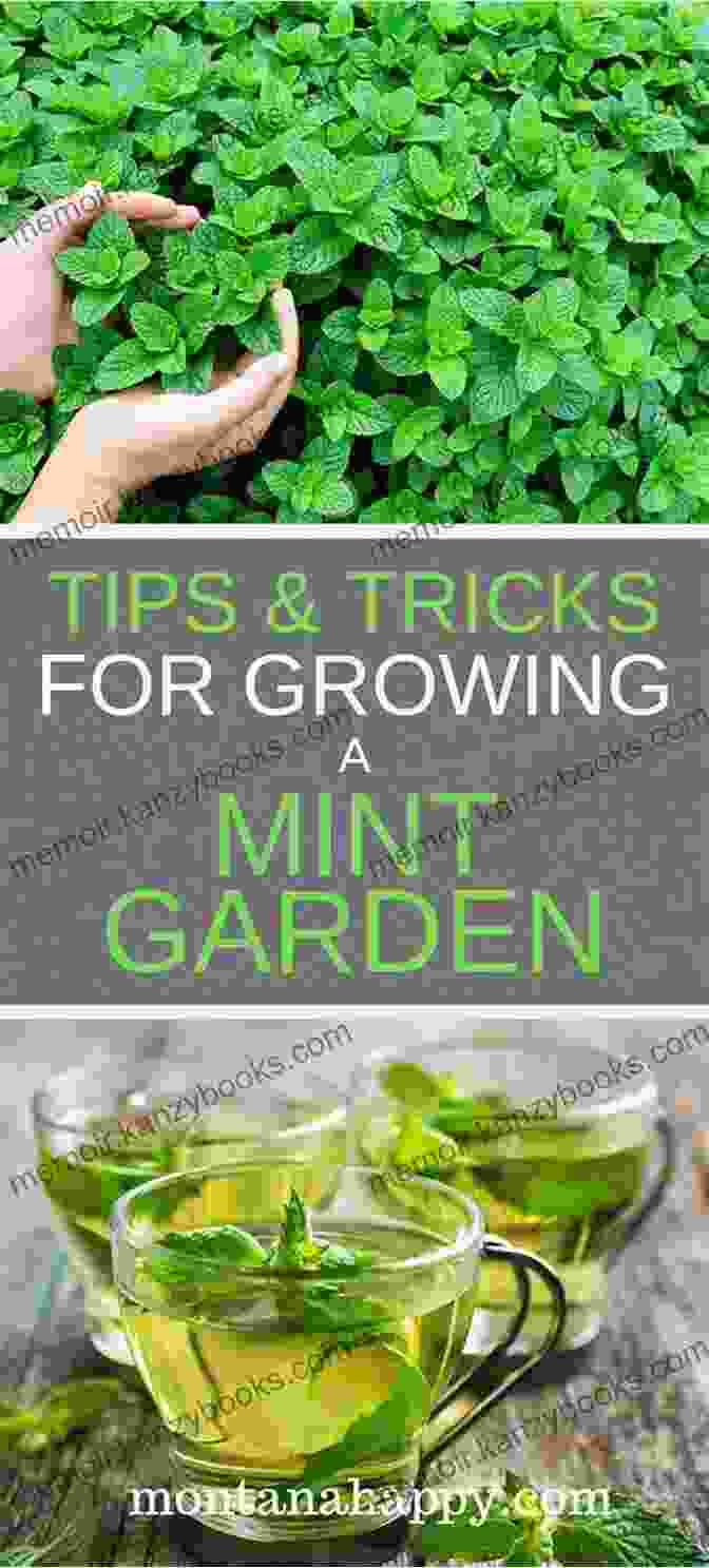 A Lush And Vibrant Mint Garden, Showcasing The Abundance Of This Aromatic Herb. Growing And Cooking With Mint: Storey S Country Wisdom Bulletin A 145 (Storey Country Wisdom Bulletin)