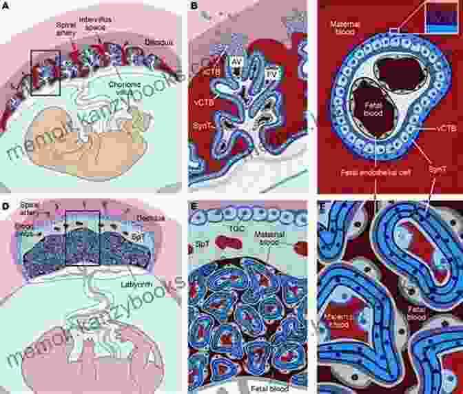 Comparative Anatomy Of Placentas Placentation In Mammals: Tribute To E C Amoroso S Lifetime Contributions To Viviparity (Advances In Anatomy Embryology And Cell Biology 234)