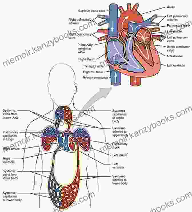 Diagram Of A Healthy Heart With Blood Vessels, Symbolizing The Beneficial Impact Of Vitamin D On Cardiovascular Function. Sunshine And Vitamin D: A Comprehensive Guide To The Benefits Of The Sunshine Vitamin