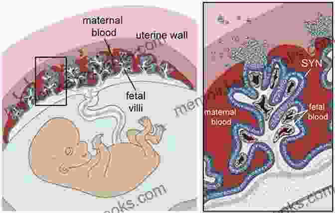 Diagram Of Placental Anatomy Placentation In Mammals: Tribute To E C Amoroso S Lifetime Contributions To Viviparity (Advances In Anatomy Embryology And Cell Biology 234)