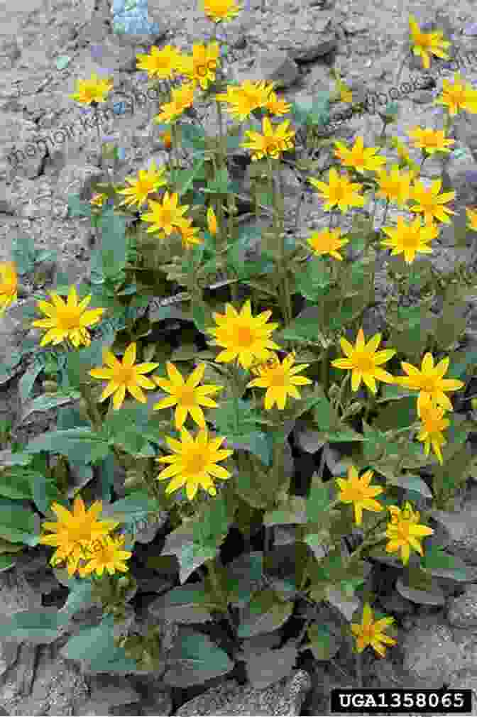 Image Of Arnica Flower Homeopathic Remedies For Bone Pain : Healing With Homeopathy