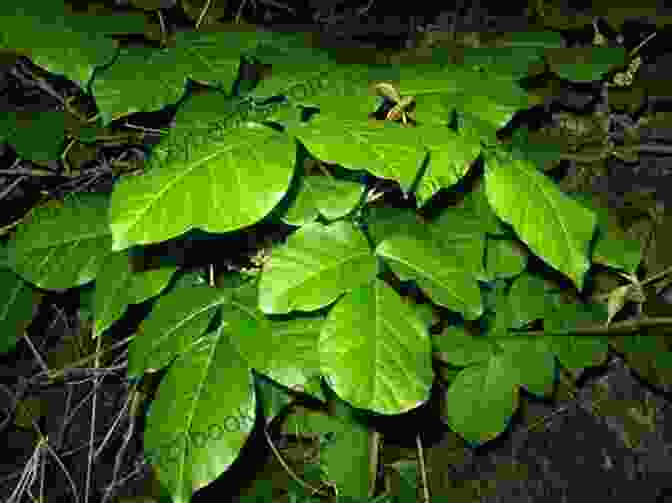 Image Of Rhus Toxicodendron Plant Homeopathic Remedies For Bone Pain : Healing With Homeopathy