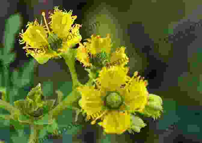 Image Of Ruta Graveolens Plant Homeopathic Remedies For Bone Pain : Healing With Homeopathy