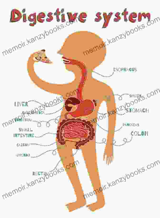 Red, Blue, Poo: A Colorful Journey Through The Digestive System Red Blue Poo