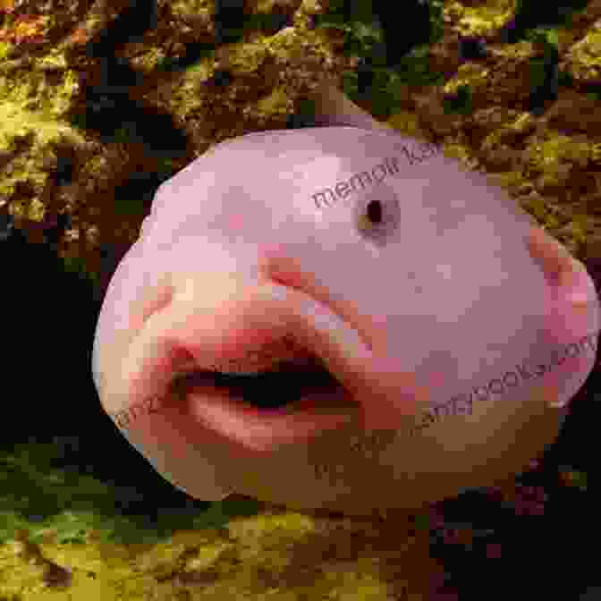 The Blobfish, A Fascinating Creature With An Unusual Appearance That Aids In Its Survival In The Crushing Depths Of The Ocean. National Geographic Readers: Ugly Animals