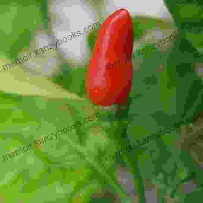 Vibrant Red Chili Pepper With Seeds And Stem The Hot Of Chilies