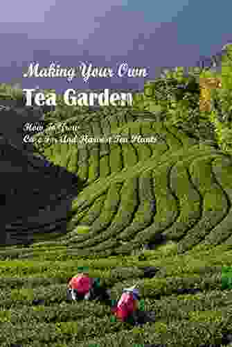 Making Your Own Tea Garden: How To Grow Care For And Harvest Tea Plants: Guide To Growing Tea At Home